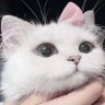 Profilbild von 웅냥이^. .^ ੭♡