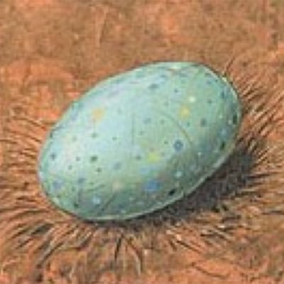 𝔇𝔦𝔫𝔤𝔲𝔰 𝔈𝔤𝔤's profile picture