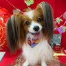 貴族犬パピヨンこりんちゃん profil fotoğrafı
