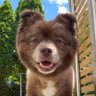 nachowner profil fotoğrafı