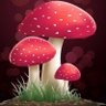 Фото профиля fungi 🍄