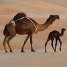 أبو فزاع 的头像