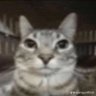 Profilbild von Impo
