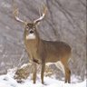 Avid Hunter 🇨🇦 的头像