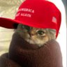 Catmaxxer's profile picture