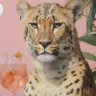 Andi Laster's profile picture