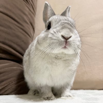 vonvoya291122's profile picture