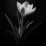 Najah Nuhu Yaqub 的头像