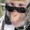 Profilbild von Miboy
