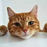 Barabarabara's profile picture
