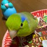 順子's profile picture