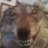 Proxyma's profile picture