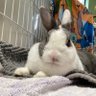 すみちゃんですっ!!!(代理人の のんちです。) profil fotoğrafı