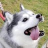 犬下僕はるきち's profile picture