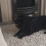 Фото профиля Eli the dog