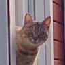 Nikanor's profile picture