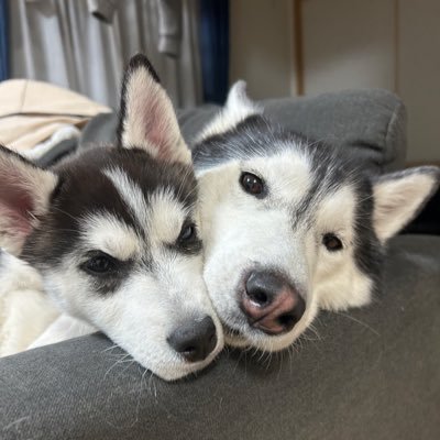 lani_angelhusky's profile picture