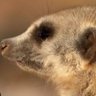 meerkat 的头像