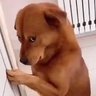 Lala profil fotoğrafı