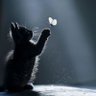 Catcute profil fotoğrafı