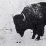 Pierre el bufalo profil fotoğrafı