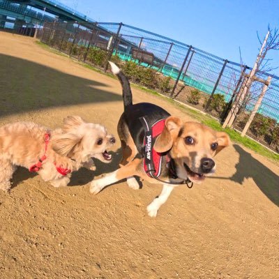 pezu81418875's profile picture