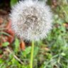 xingchen profil fotoğrafı