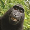 a monkey's profile picture
