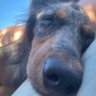 Profilbild von Sofi