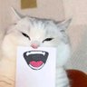 Фото профиля 猪猪侠