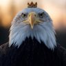 Profilbild von Roger That