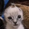 Profilbild von nurgin