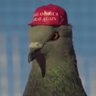 Profilbild von avian flew 🇺🇦