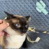 Фото профиля 菠萝小猪