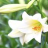 Lilly 的头像