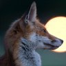 Hooch's profile picture