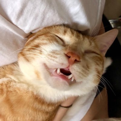 阿搞's profile picture