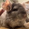 ノゾ 的头像