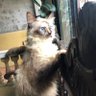 hellokittenscattery profil fotoğrafı