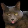 KattyCorner's profile picture