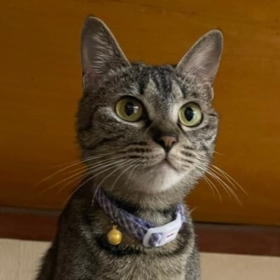 コォーシィ's profile picture