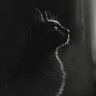 Profilbild von Herr Howl