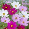 Фото профиля 💐