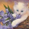 Profilbild von 西山野猫