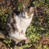 9 Lives And Counting 的头像