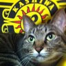 Profilbild von rey_cat