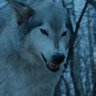 Stark Loyalist's profile picture