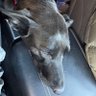grapeshot 的头像