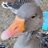 Profilbild von SquintyEyeGoose