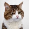 ескадрон ґусар смердючих's profile picture